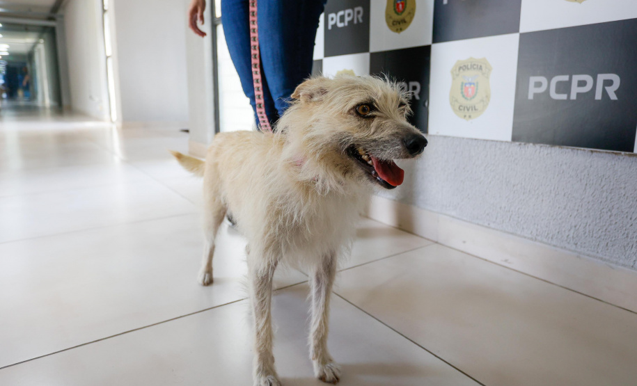 Policiais civis adotam cachorrinha que "pediu ajuda" para salvar os filhotes