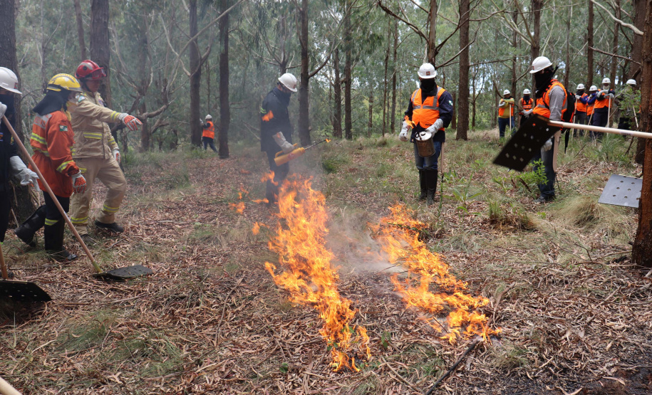 Governo do Paraná conclui capacitação de 540 brigadistas florestais em 100 municípios