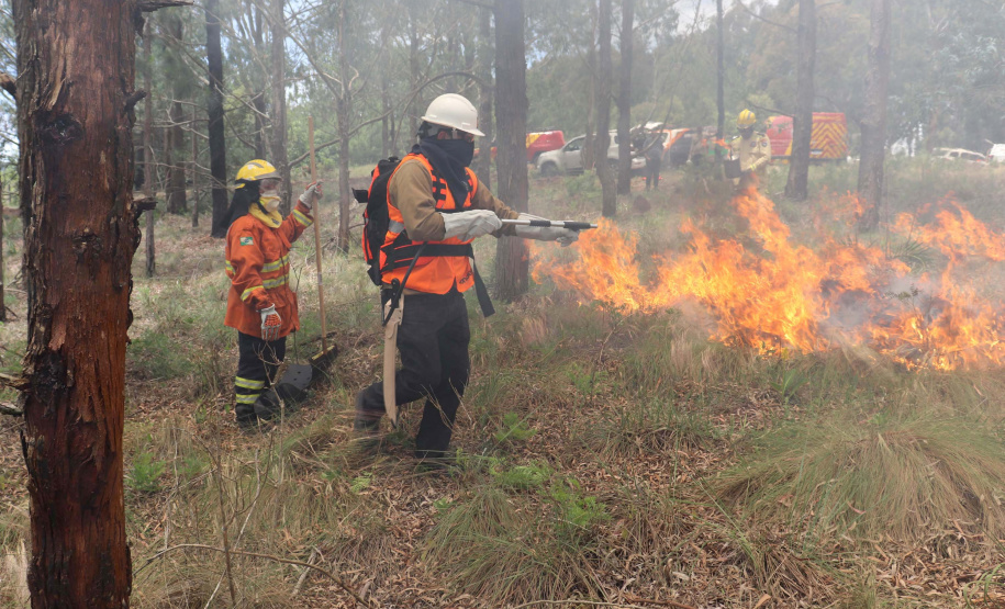 Governo do Paraná conclui capacitação de 540 brigadistas florestais em 100 municípios