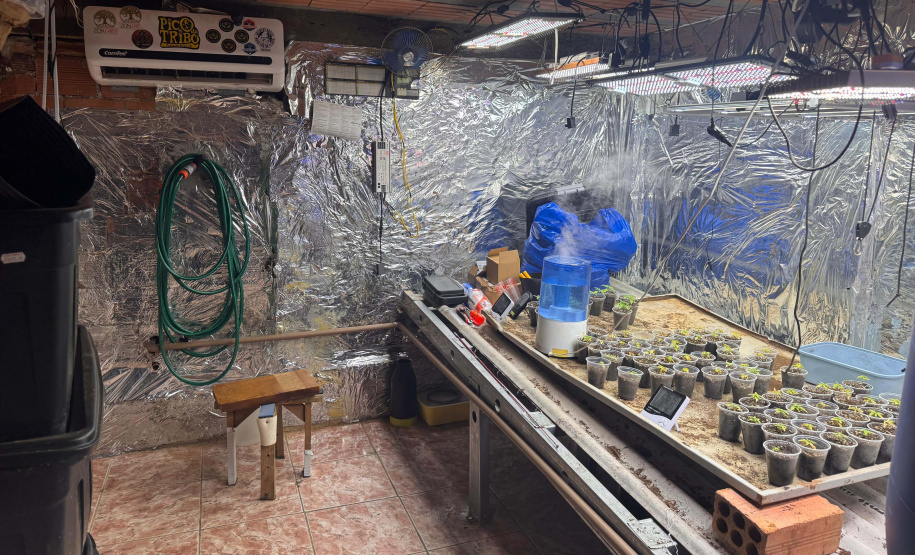 PCPR desmonta esquema para produção de maconha em Piraquara