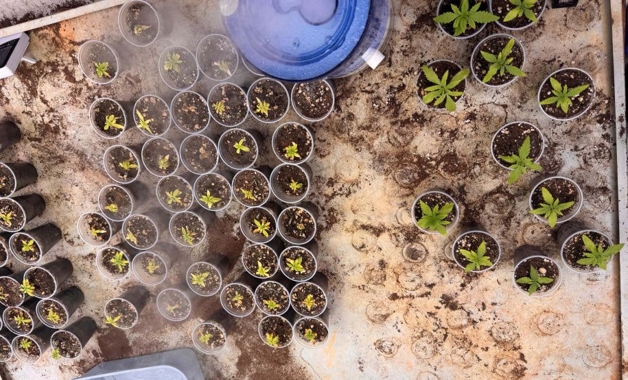 PCPR desmonta esquema para produção de maconha em Piraquara