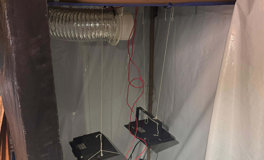 PCPR desmonta esquema para produção de maconha em Piraquara