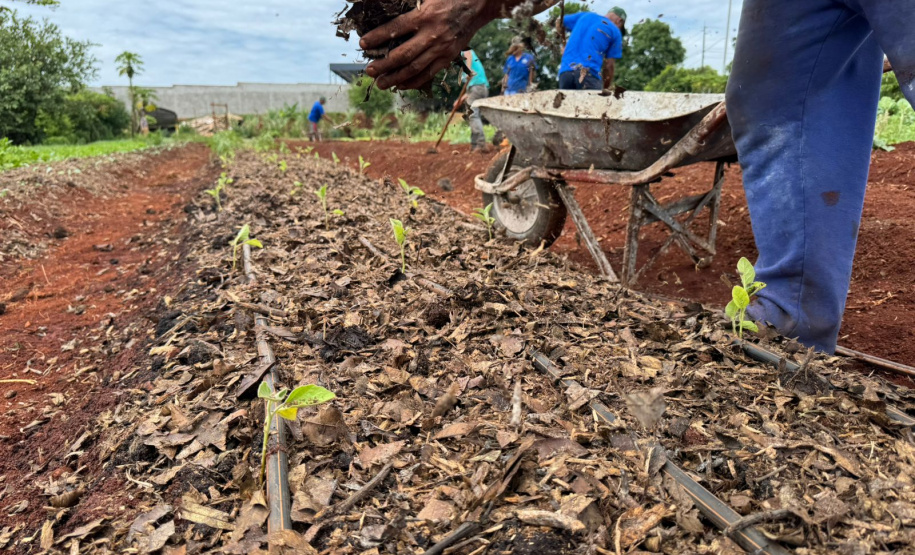 Pessoas privadas de liberdade participam de curso de planejamento de hortaliças em Cascavel