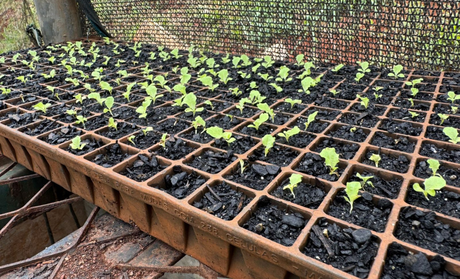 Pessoas privadas de liberdade participam de curso de planejamento de hortaliças em Cascavel
