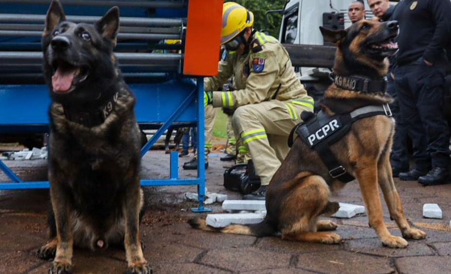 Cães da PCPR ajudaram a apreender 2,8 toneladas de drogas em 2024