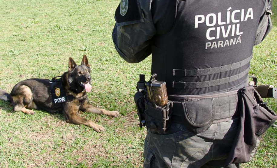 Cães da PCPR ajudaram a apreender 2,8 toneladas de drogas em 2024