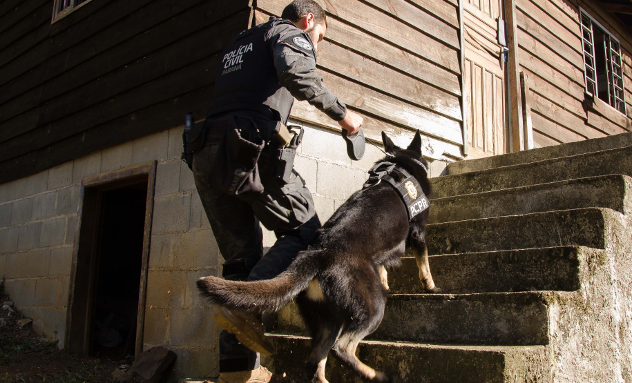 Cães da PCPR ajudaram a apreender 2,8 toneladas de drogas em 2024