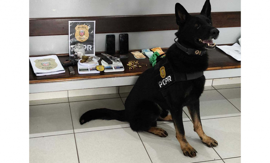 Cães da PCPR ajudaram a apreender 2,8 toneladas de drogas em 2024