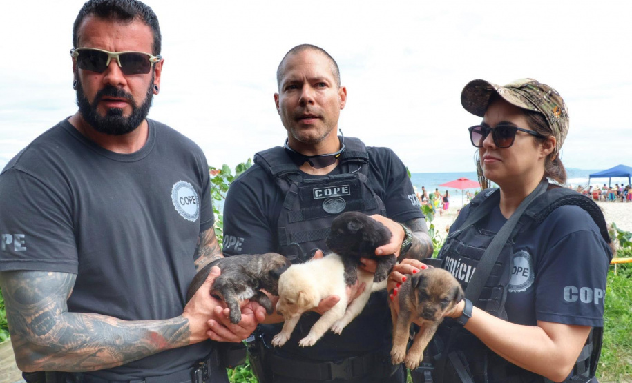 PCPR resgata cadela e filhotes presos em escombros em Guaratuba
