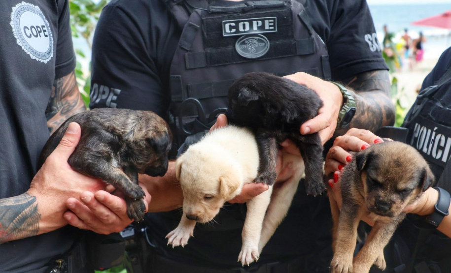 PCPR resgata cadela e filhotes presos em escombros em Guaratuba