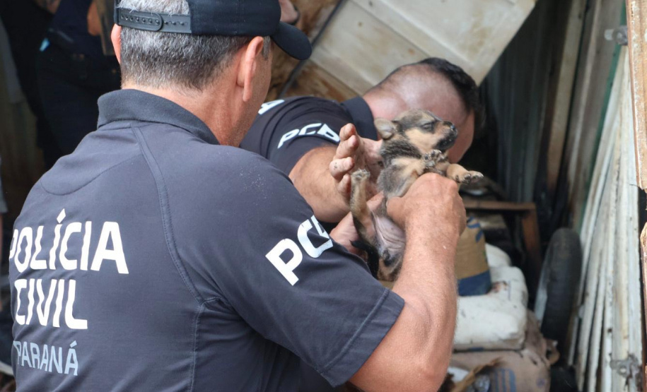 PCPR resgata cadela e filhotes presos em escombros em Guaratuba
