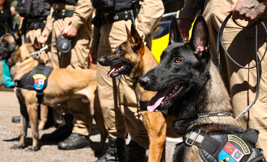 Reforço nas estradas: DER/PR entrega 36 viaturas e 5 cães ao Batalhão de Polícia Rodoviária