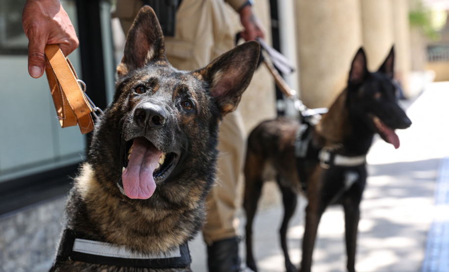 Reforço nas estradas: DER/PR entrega 36 viaturas e 5 cães ao Batalhão de Polícia Rodoviária