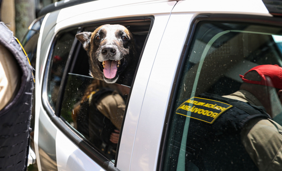 Reforço nas estradas: DER/PR entrega 36 viaturas e 5 cães ao Batalhão de Polícia Rodoviária