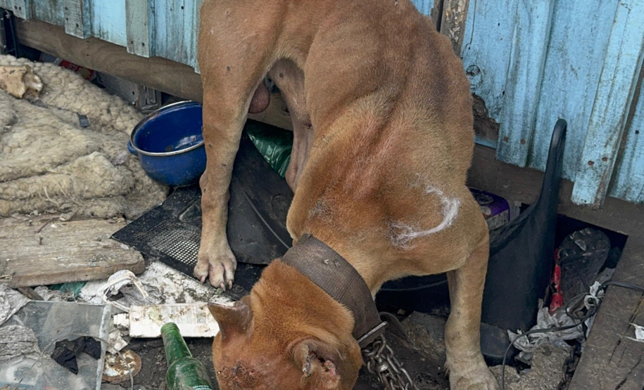 PCPR prende homem por maus tratos e resgata animais em Curitiba