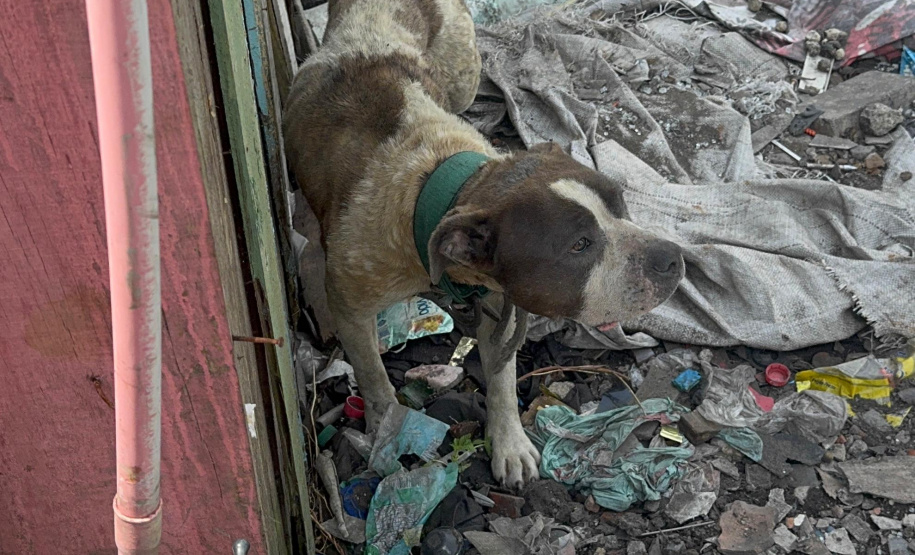 PCPR prende homem por maus tratos e resgata animais em Curitiba