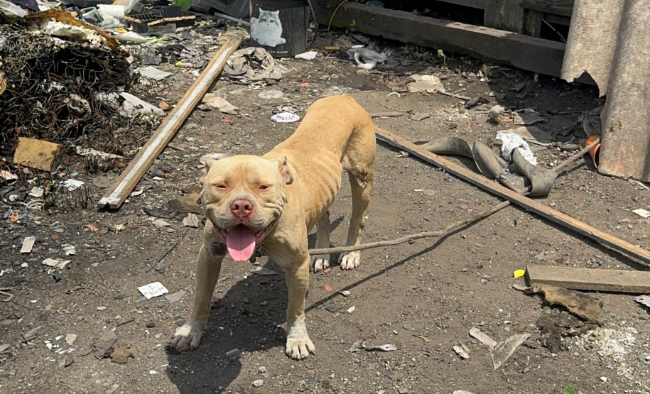 PCPR prende homem por maus tratos e resgata animais em Curitiba