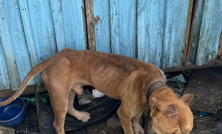 PCPR prende homem por maus tratos e resgata animais em Curitiba