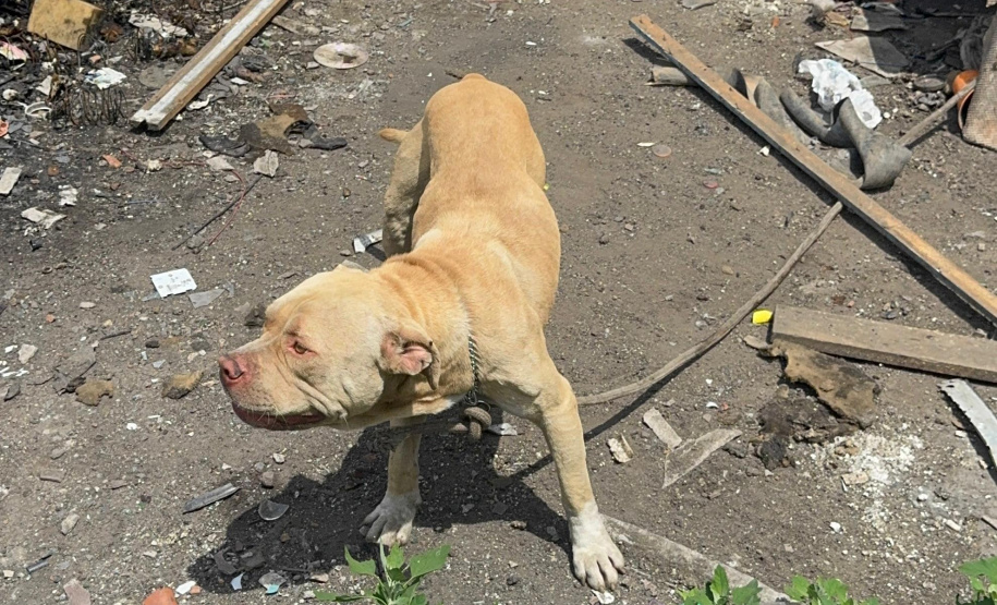 PCPR prende homem por maus tratos e resgata animais em Curitiba