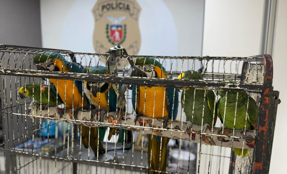 PCPR resgata araras e papagaios vítimas do tráfico de animais em Curitiba