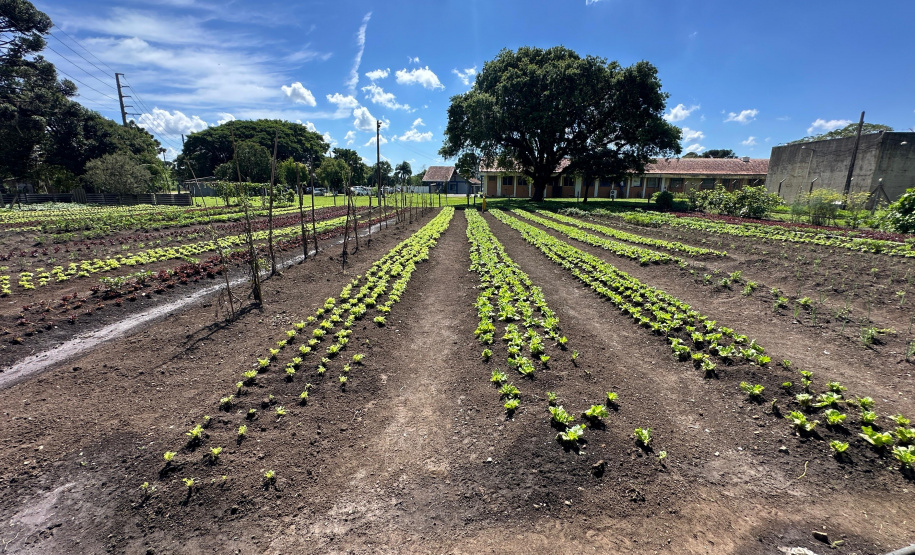 Horta no Complexo Médico Penal promove sustentabilidade e ocupação para custodiados