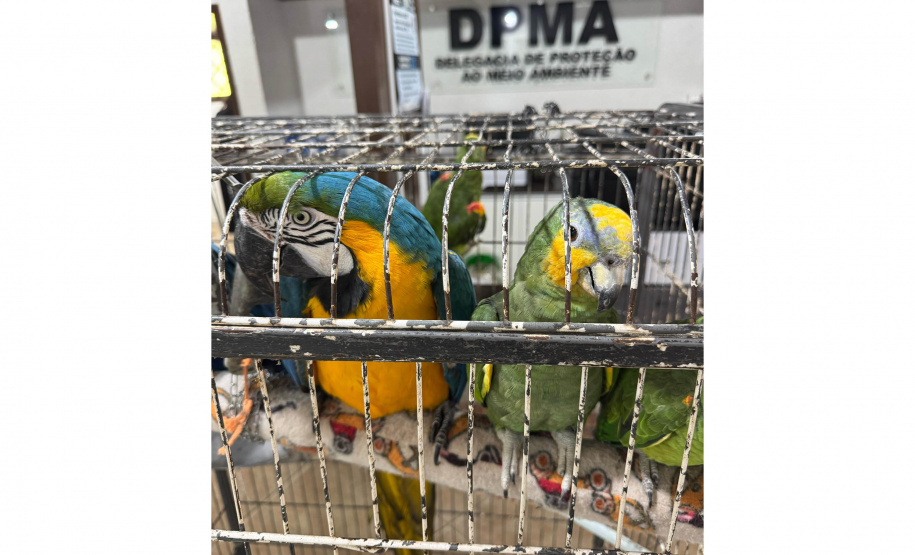 PCPR resgata araras e papagaios vítimas do tráfico de animais em Curitiba