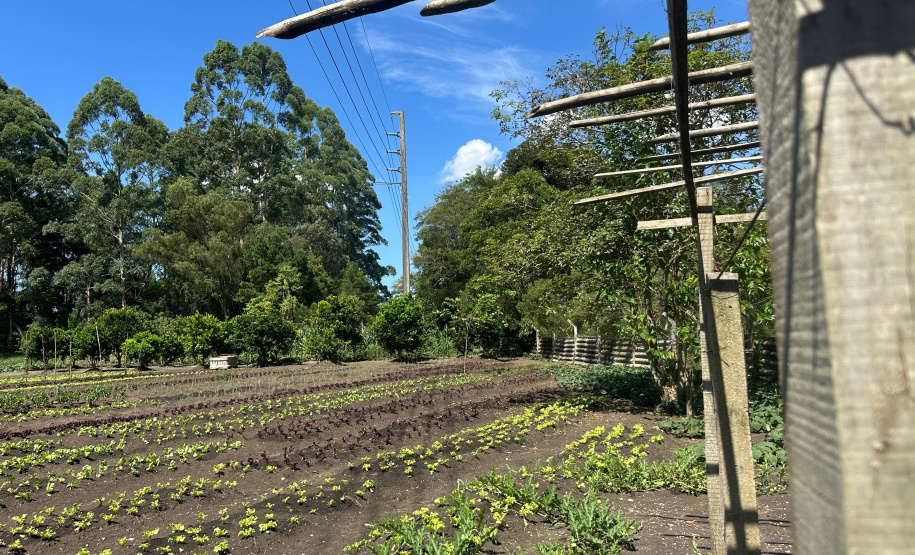 Horta no Complexo Médico Penal promove sustentabilidade e ocupação para custodiados
