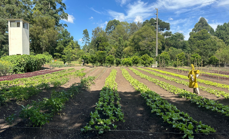Horta no Complexo Médico Penal promove sustentabilidade e ocupação para custodiados