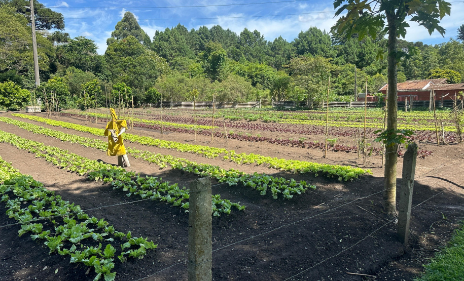 Horta no Complexo Médico Penal promove sustentabilidade e ocupação para custodiados