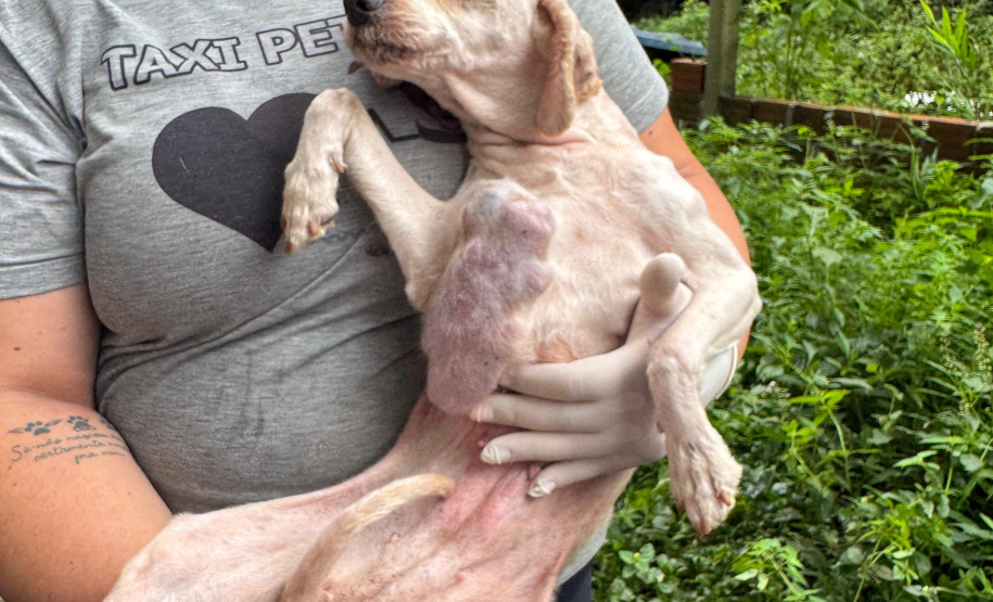 PCPR resgata mais de 130 cães vítimas de maus tratos e prende mulher em flagrante em Bocaiuva do Sul