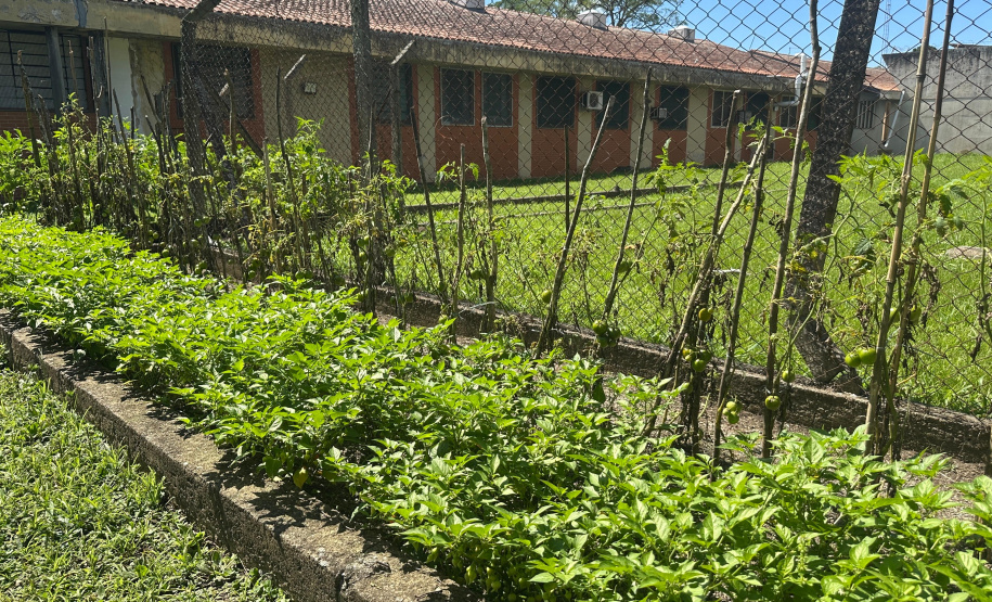 Horta no Complexo Médico Penal promove sustentabilidade e ocupação para custodiados