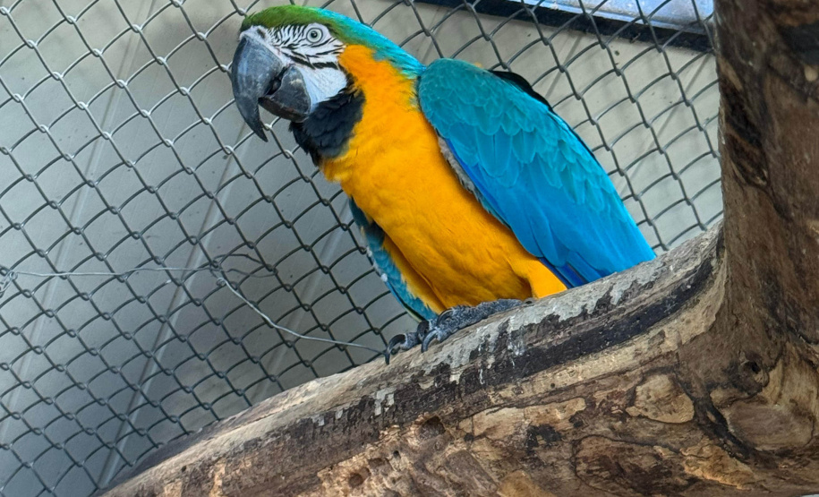 PCPR resgata araras e papagaios vítimas do tráfico de animais em Curitiba