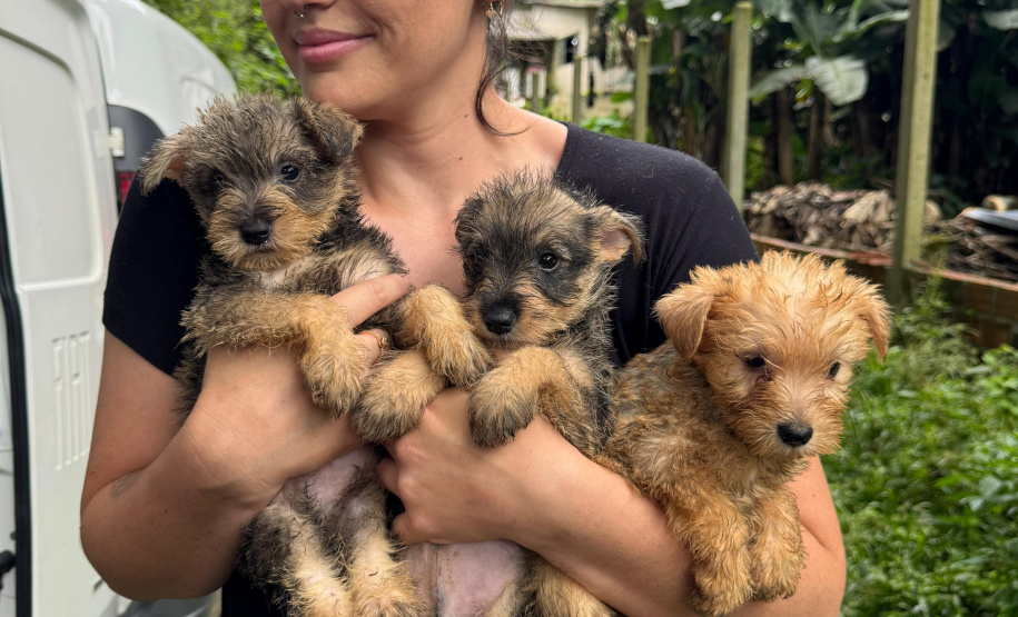 PCPR resgata mais de 130 cães vítimas de maus tratos e prende mulher em flagrante em Bocaiuva do Sul