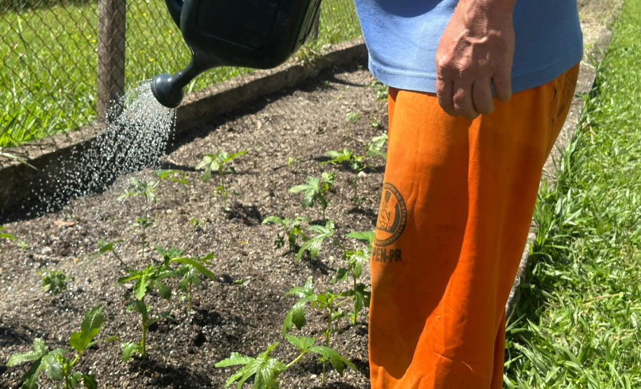 Horta no Complexo Médico Penal promove sustentabilidade e ocupação para custodiados