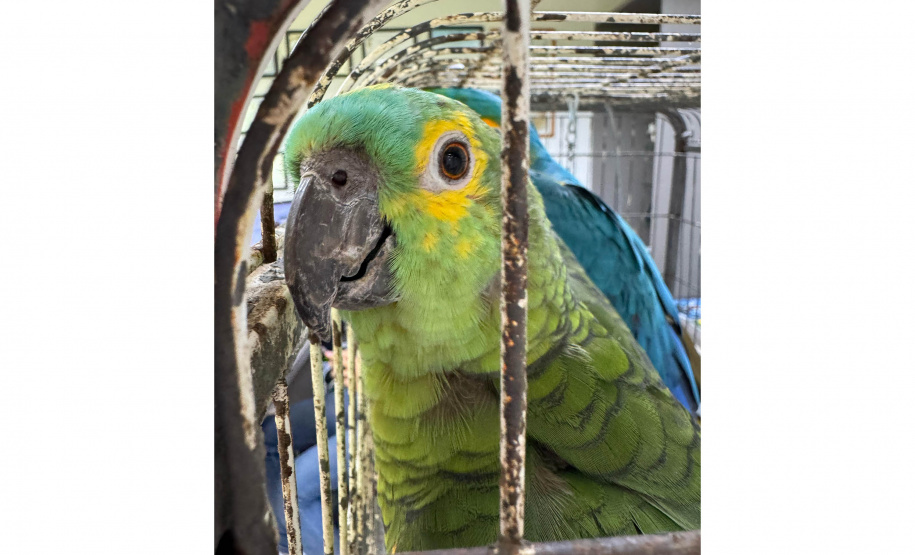 PCPR resgata araras e papagaios vítimas do tráfico de animais em Curitiba