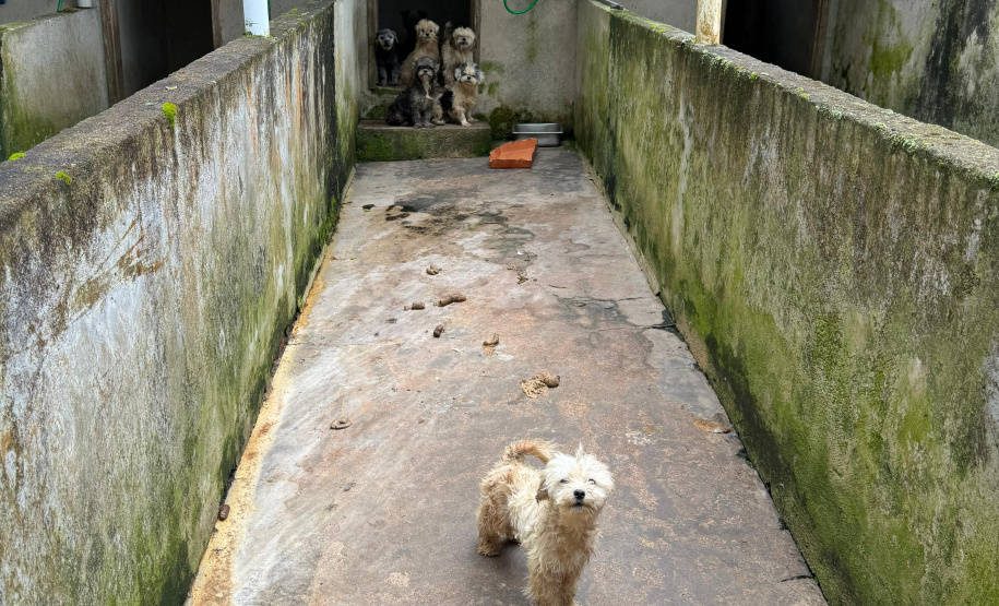 PCPR resgata mais de 130 cães vítimas de maus tratos e prende mulher em flagrante em Bocaiuva do Sul