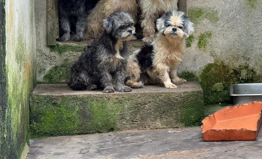 PCPR resgata mais de 130 cães vítimas de maus tratos e prende mulher em flagrante em Bocaiuva do Sul
