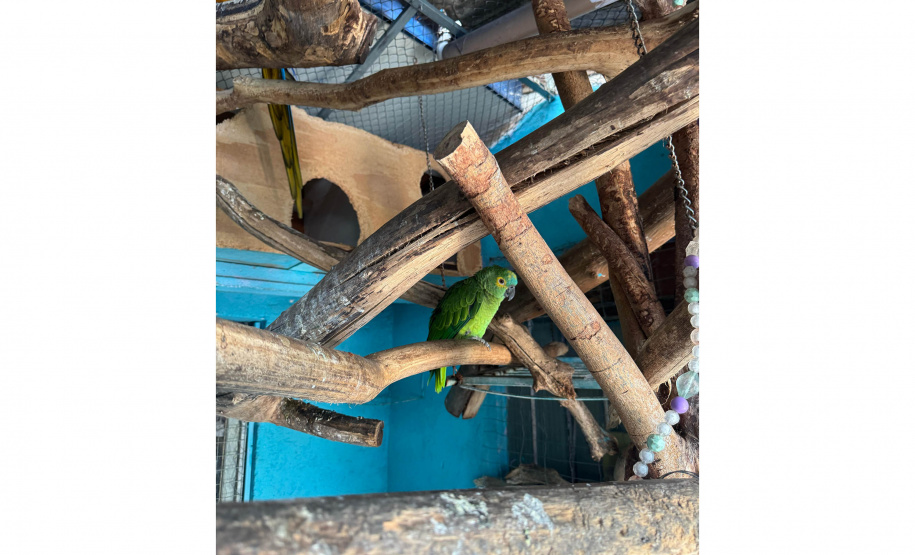 PCPR resgata araras e papagaios vítimas do tráfico de animais em Curitiba