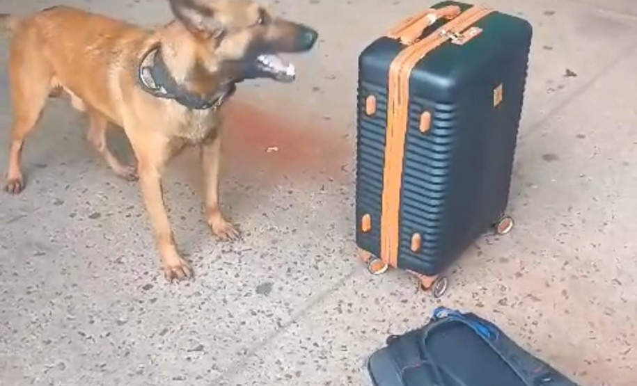 PMPR apreende 19 quilos de maconha na rodoviária de Curitiba