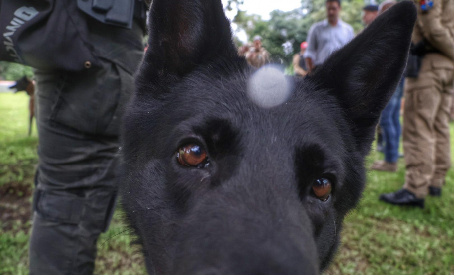 Governo do Paraná vai comprar 93 cães para reforçar atividades policiais e de salvamento