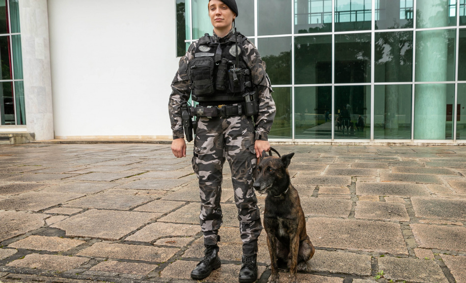 Governo do Paraná vai comprar 93 cães para reforçar atividades policiais e de salvamento