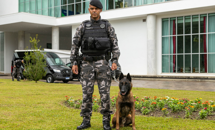 Governo do Paraná vai comprar 93 cães para reforçar atividades policiais e de salvamento