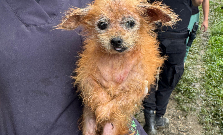 PCPR resgata mais de 130 cães vítimas de maus tratos e prende mulher em flagrante em Bocaiuva do Sul