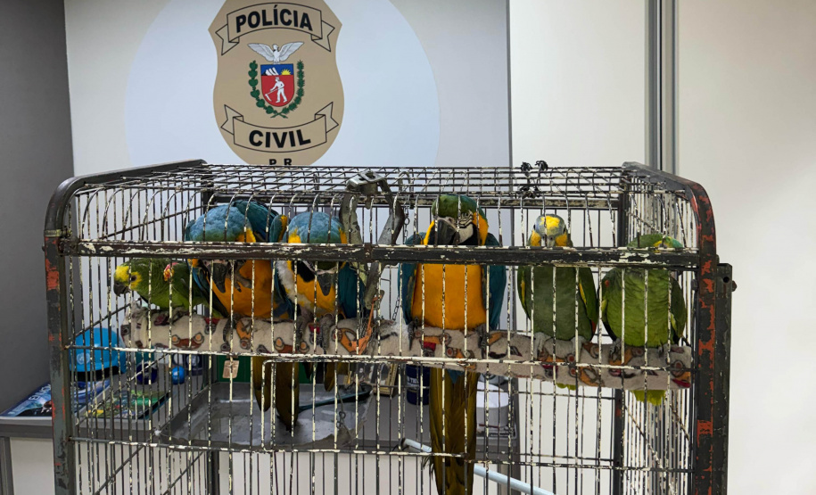 PCPR resgata araras e papagaios vítimas do tráfico de animais em Curitiba