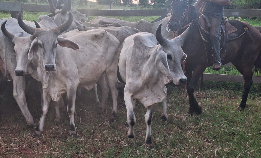 Ação rápida no campo: PCPR prende homem por receptação e recupera rebanho em Jaguapitã