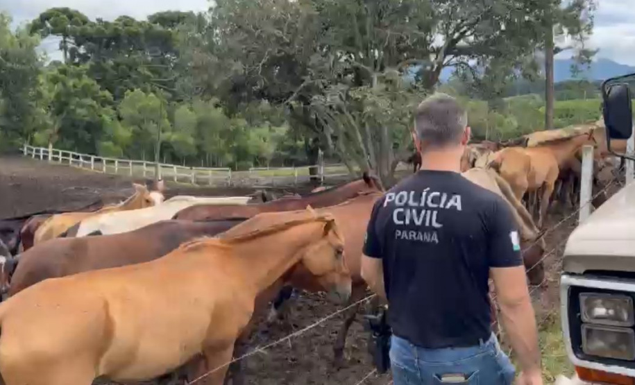 PCPR prende homem por maus tratos e resgata mais de 40 cavalos em Piraquara