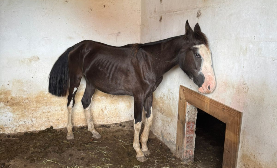 PCPR prende homem por maus tratos e resgata mais de 40 cavalos em Piraquara