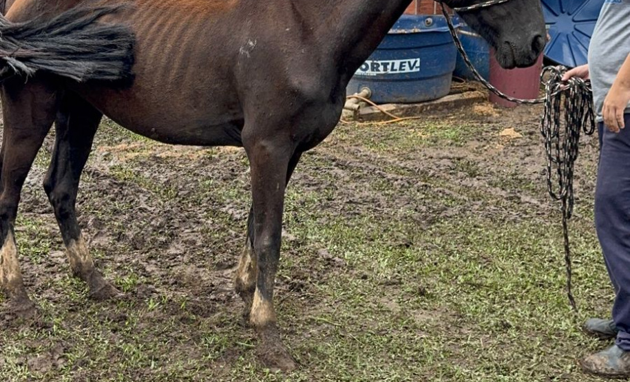 PCPR prende homem por maus tratos e resgata mais de 40 cavalos em Piraquara