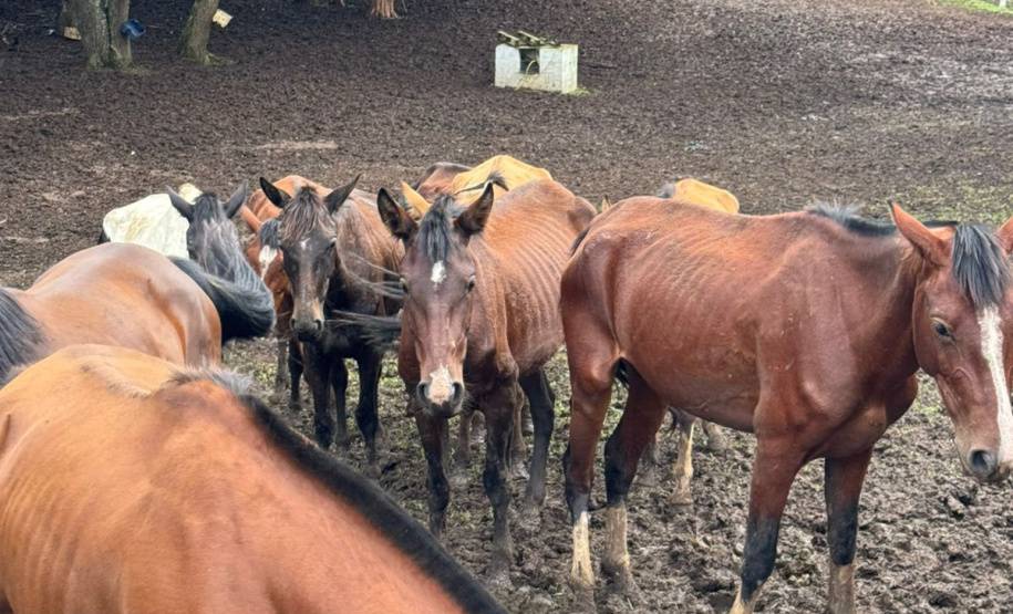 PCPR prende homem por maus tratos e resgata mais de 40 cavalos em Piraquara