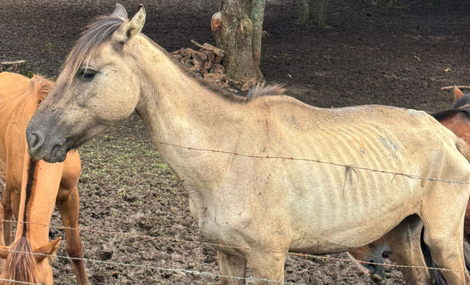 PCPR prende homem por maus tratos e resgata mais de 40 cavalos em Piraquara